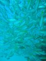 Img_1703.jpg